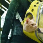 Gatto in viaggio